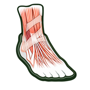 Arch Support